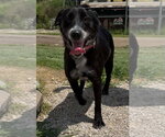 Small #1 Border Collie Mix