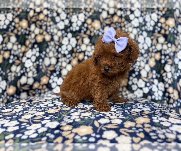 Medium Photo #8 Goldendoodle (Miniature) Puppy For Sale in LAKELAND, FL, USA