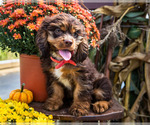 Small Photo #3 Cocker Spaniel Puppy For Sale in WAKARUSA, IN, USA