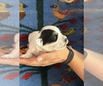 Small #2 Pembroke Welsh Corgi-Poodle (Miniature) Mix