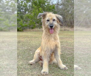 Unknown-Wheaten Terrier Mix Dogs for adoption in PIPE CREEK, TX, USA