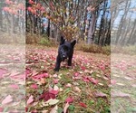 Small Photo #4 German Shepherd Dog Puppy For Sale in PRATTSBURGH, NY, USA