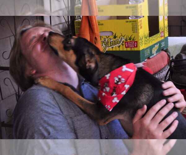 Medium Photo #3 Mutt Puppy For Sale in Salt Lake City, UT, USA