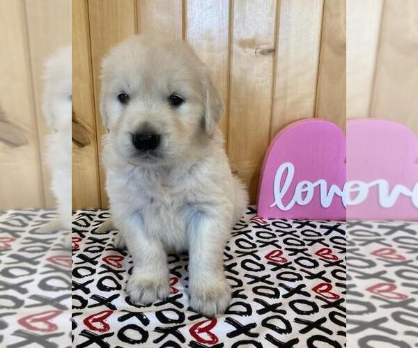 Medium Photo #1 English Cream Golden Retriever Puppy For Sale in DALLAS, WI, USA