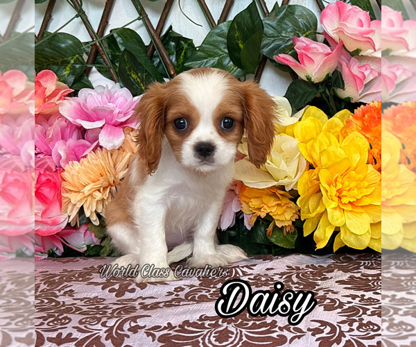 Medium Photo #1 Cavalier King Charles Spaniel Puppy For Sale in MIAMI, FL, USA