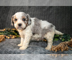 Small Photo #25 Bernedoodle (Miniature) Puppy For Sale in NAPPANEE, IN, USA