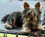 Small Photo #2 Yorkshire Terrier Puppy For Sale in KEITHVILLE, LA, USA