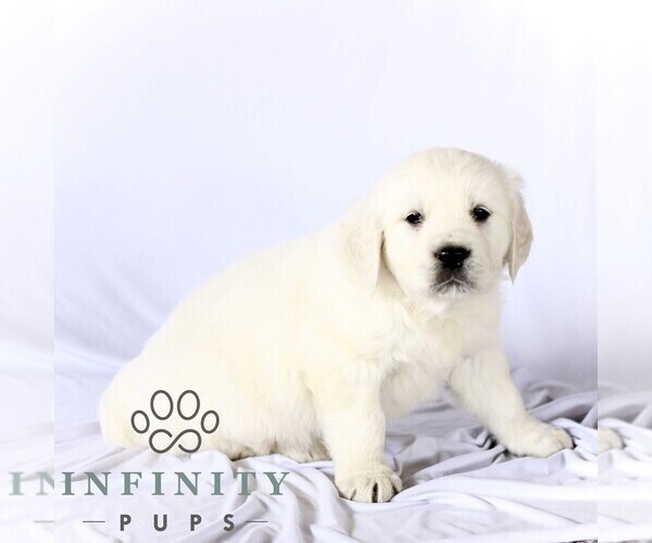 Medium Photo #3 English Cream Golden Retriever Puppy For Sale in GORDONVILLE, PA, USA