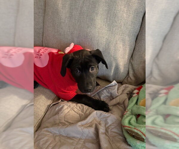 Medium Photo #2 Mutt Puppy For Sale in St. Louis Park, MN, USA