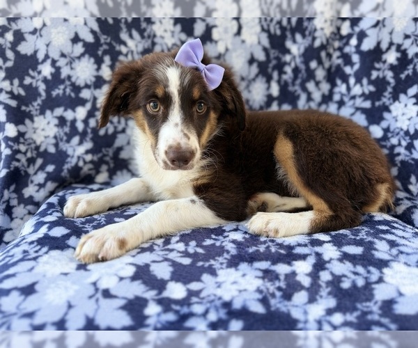 Medium Photo #1 Miniature Australian Shepherd Puppy For Sale in LAKELAND, FL, USA