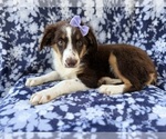 Image preview for Ad Listing. Nickname: Bindi
