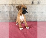 Litter of 9 - Male(s) and Female(s) BoxerLitter of Puppies for Sale - Photo #4