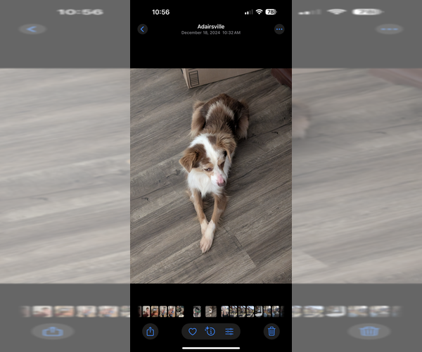 Medium Photo #1 Miniature Australian Shepherd Puppy For Sale in ADAIRSVILLE, GA, USA