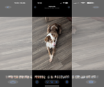 Small Photo #1 Miniature Australian Shepherd Puppy For Sale in ADAIRSVILLE, GA, USA