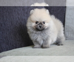 Small Photo #2 Pomeranian Puppy For Sale in HOUSTON, TX, USA