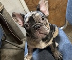 Puppy Mezzy French Bulldog