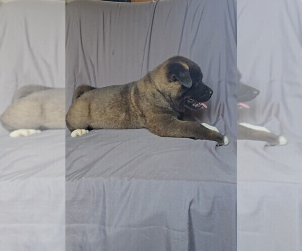 Medium Photo #8 Akita Puppy For Sale in MANNING, SC, USA