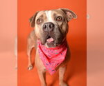 Small #2 American Staffordshire Terrier