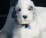 Small #26 Sheepadoodle