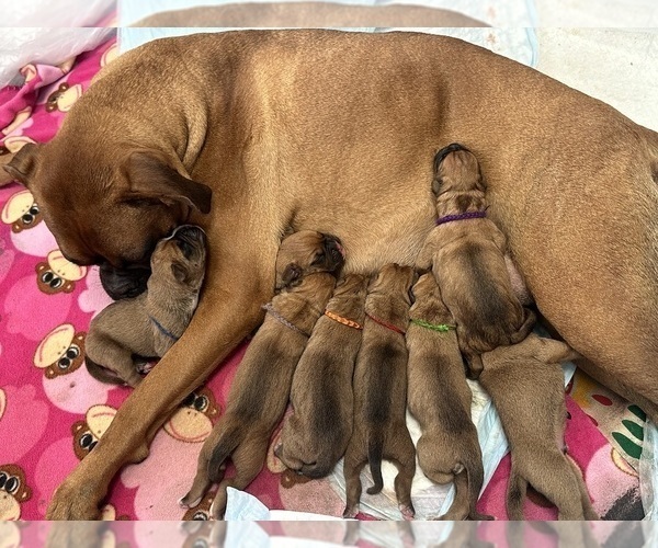 Medium Photo #2 Boxer Puppy For Sale in EAST FREETOWN, MA, USA