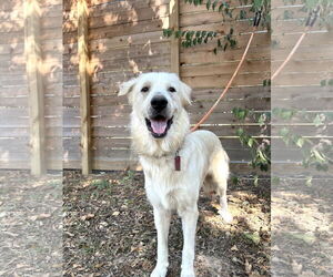 James - Male Great Pyrenees Dog for Adoption - Photo #4