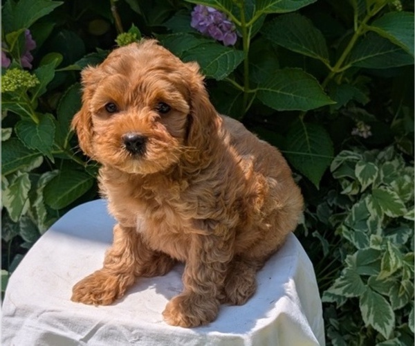 Medium Photo #2 Cavapoo Puppy For Sale in GOSHEN, IN, USA