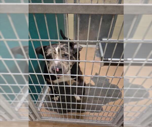 Medium Photo #1 Catahoula Leopard Dog-Unknown Mix Puppy For Sale in Texas City, TX, USA