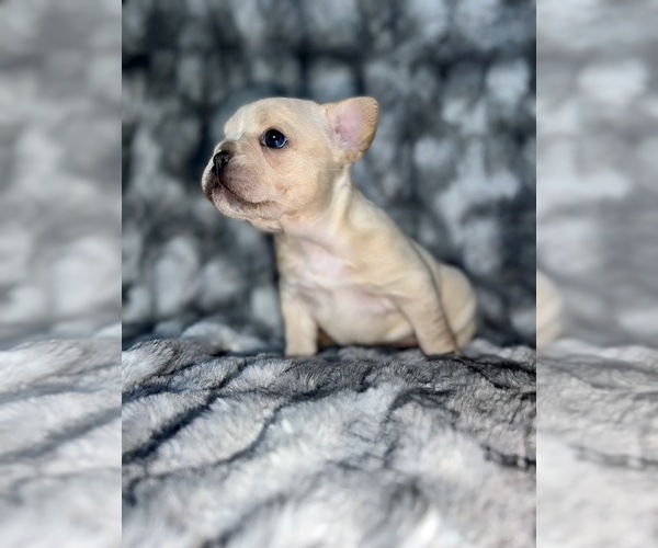 Medium Photo #1 French Bulldog Puppy For Sale in SAN ANTONIO, TX, USA