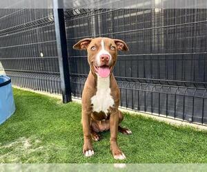 American Pit Bull Terrier Dogs for adoption in Orange, CA, USA
