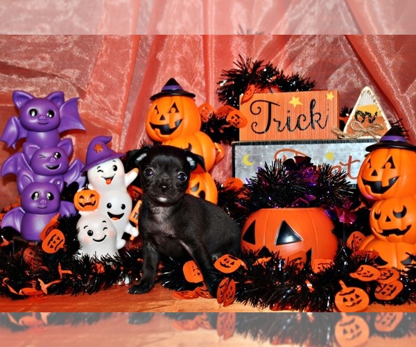 Medium Photo #11 Chihuahua Puppy For Sale in CHARLESTON, AR, USA