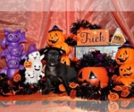 Small Photo #11 Chihuahua Puppy For Sale in CHARLESTON, AR, USA