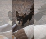 Small #1 Chihuahua
