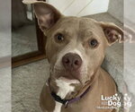 Small #1 Retriever  Mix