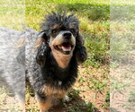Small #5 Poodle (Toy)