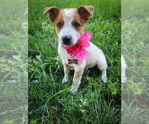 Mutt Dogs for adoption in Sheboygan, WI, USA