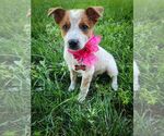 Small Mutt