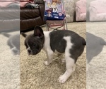 Small Photo #6 French Bulldog Puppy For Sale in HIGHLAND VILLAGE, TX, USA