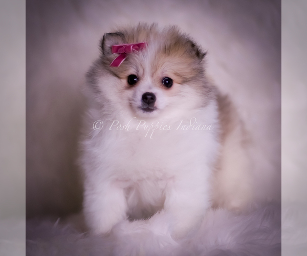 Medium Photo #82 Pomeranian Puppy For Sale in WARSAW, IN, USA