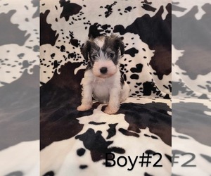 Schnauzer (Miniature) Puppy for sale in CHILDRESS, TX, USA