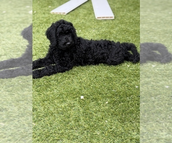Medium Photo #4 Goldendoodle Puppy For Sale in GIBSONTON, FL, USA