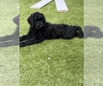 Small Photo #4 Goldendoodle Puppy For Sale in GIBSONTON, FL, USA
