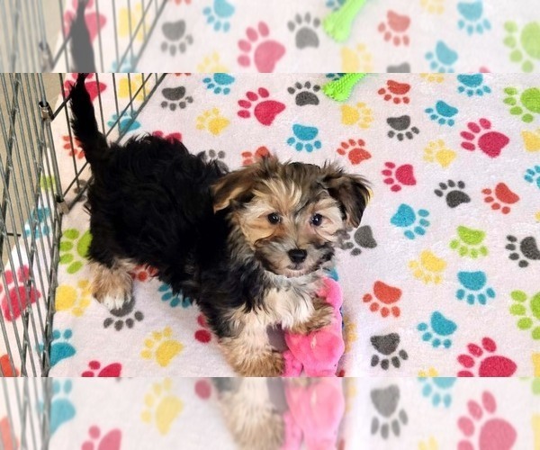 Medium Photo #4 Morkie Puppy For Sale in ORO VALLEY, AZ, USA