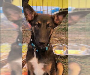 Mutt Dogs for adoption in Kansas City, MO, USA