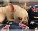 Small #1 Faux Frenchbo Bulldog