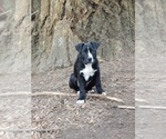 Small Photo #1 American Pit Bull Terrier-Labrador Retriever Mix Puppy For Sale in KINGSTON, WA, USA