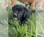 Small #11 Labrador Retriever