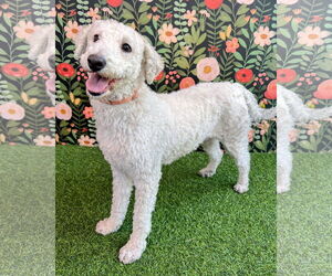 Maltese-Unknown Mix Dogs for adoption in Corona, CA, USA