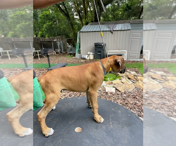 Medium Photo #2 Boxer Puppy For Sale in SEFFNER, FL, USA
