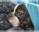 Small #6 Boston Terrier