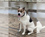 Small #3 Labrador Retriever Mix